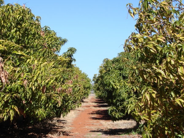 Cambodian Mango