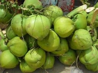 Coconut Cultivation in Cambodia