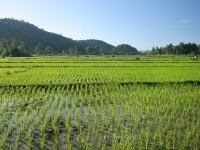 Cambodian Rice Business Opportunity