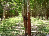 Cambodian Rubber Investment Opportunity